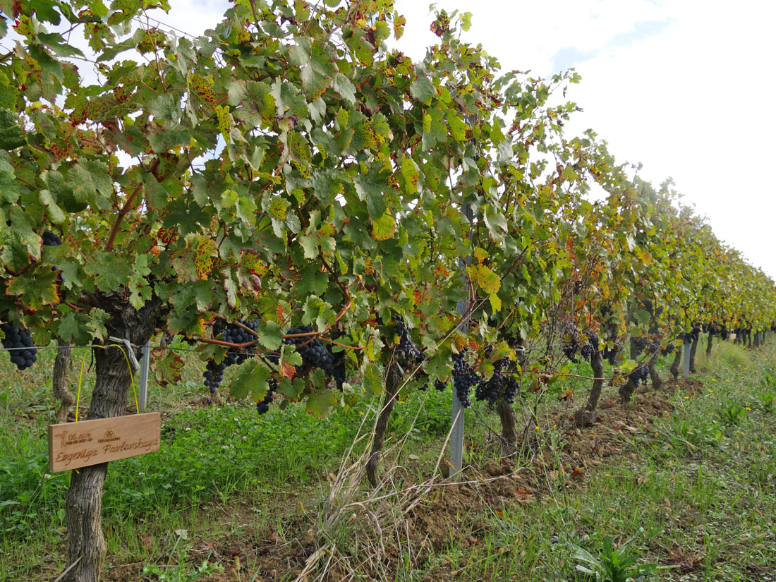 Виноградник на урожай